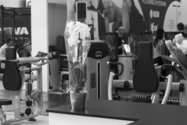 Wenzel Stählin wachsen stilleben