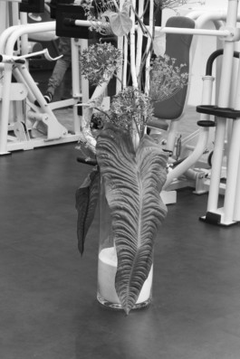 Wenzel Stählin stilleben Fotografie